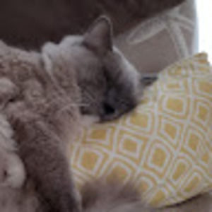 Meet your Posher, Mark